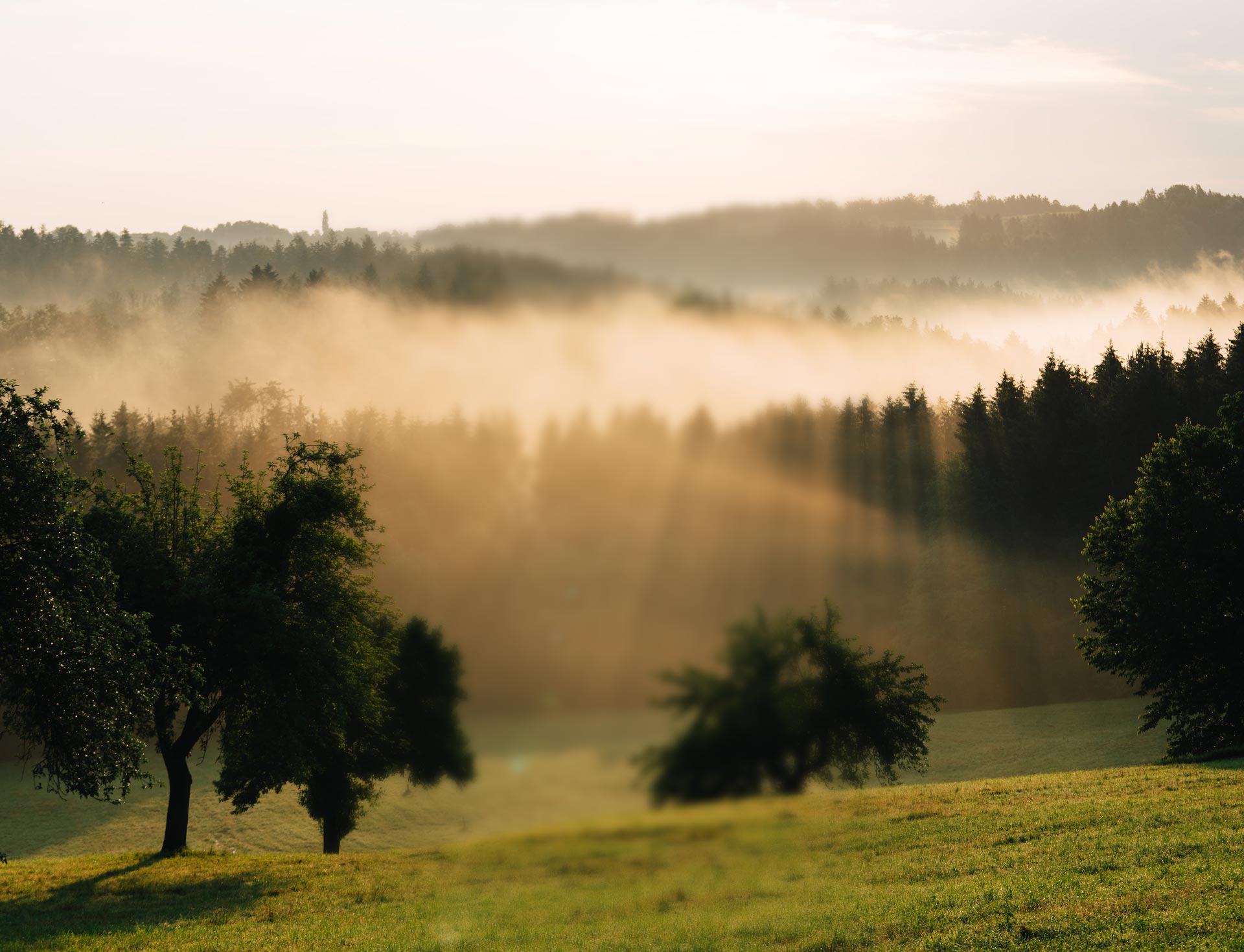 Steirische Weinhügel im Sonnenaufgang und im leichten Nebel gehüllt