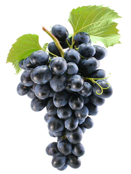 Weintrauben Blau