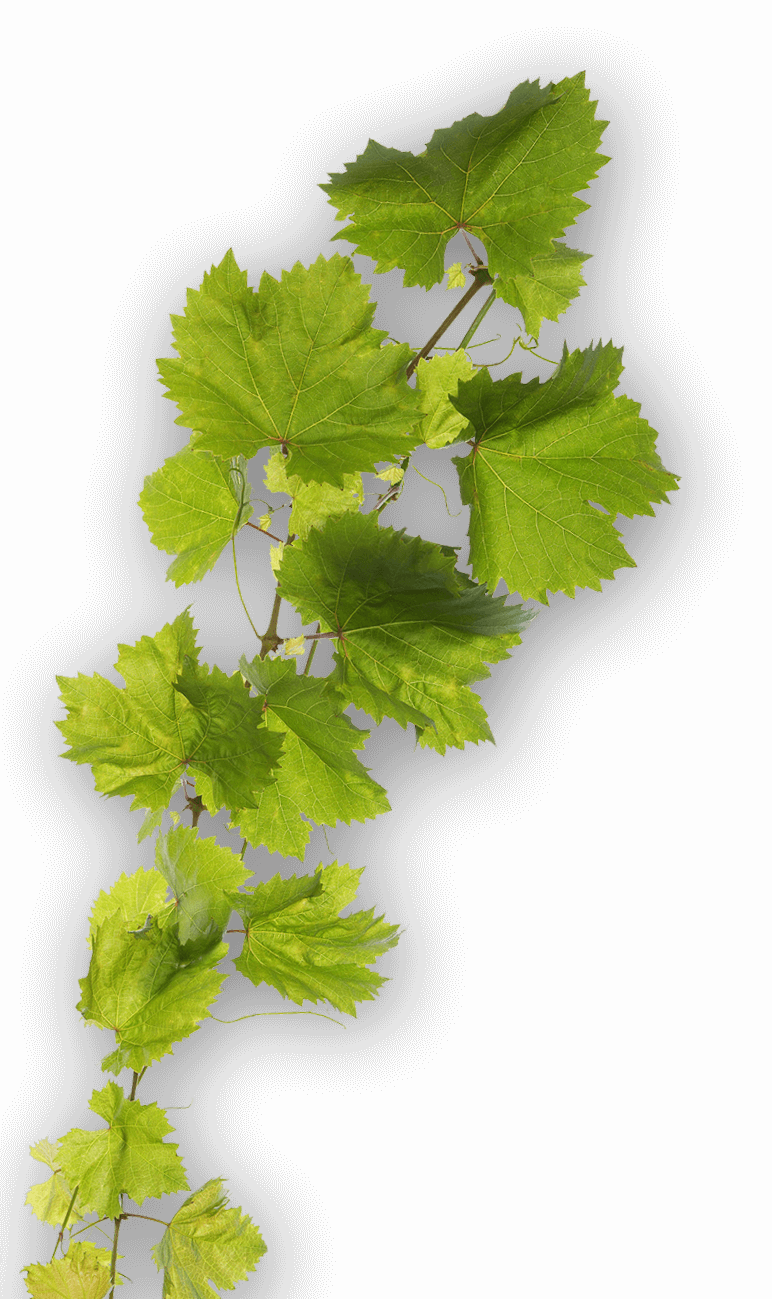 Weinranke Grün