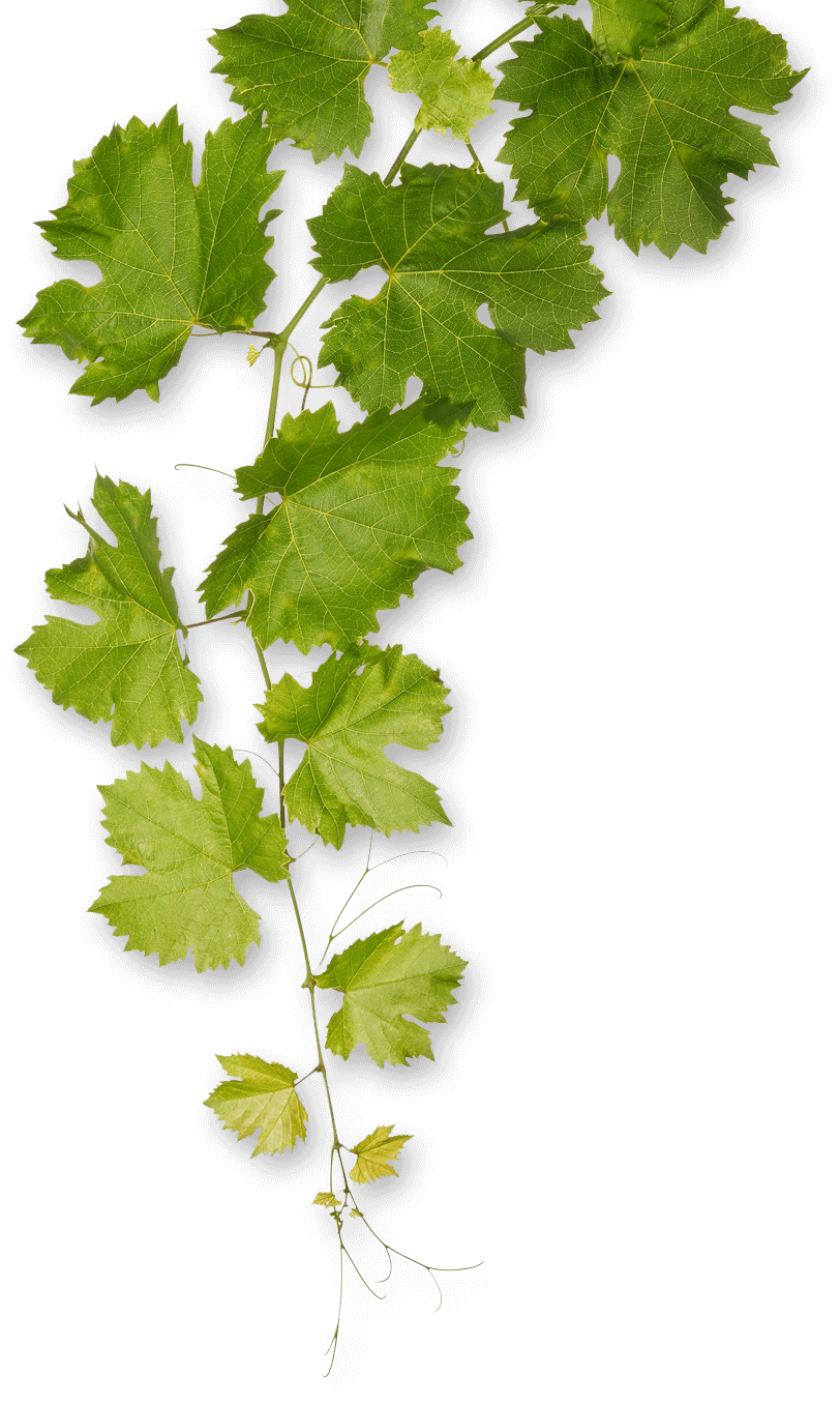 Weinranke Grün