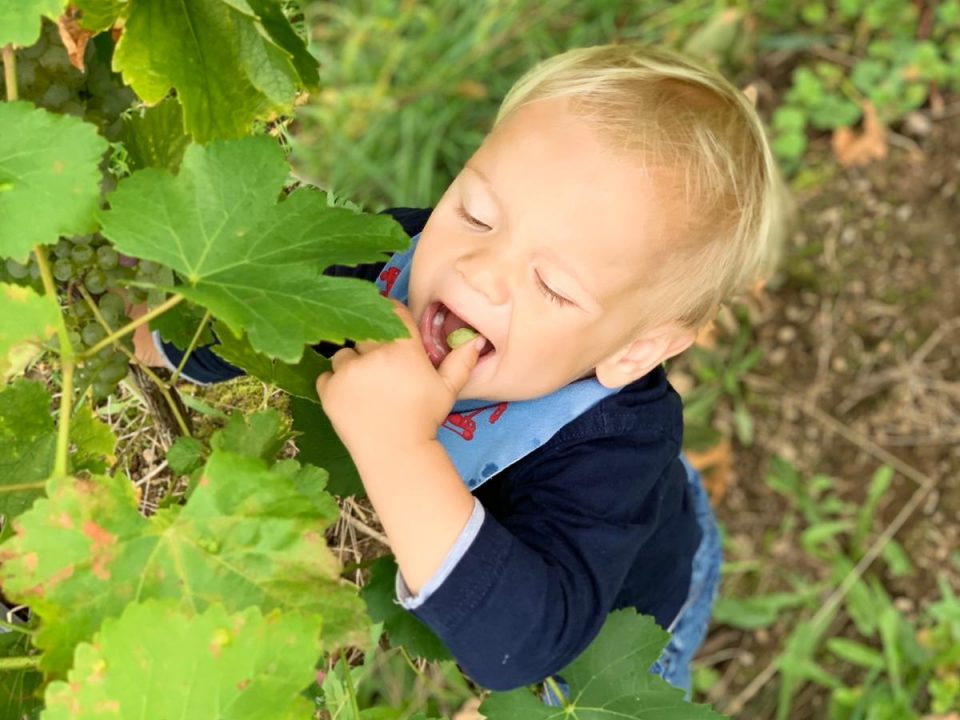 Junior im Weingarten