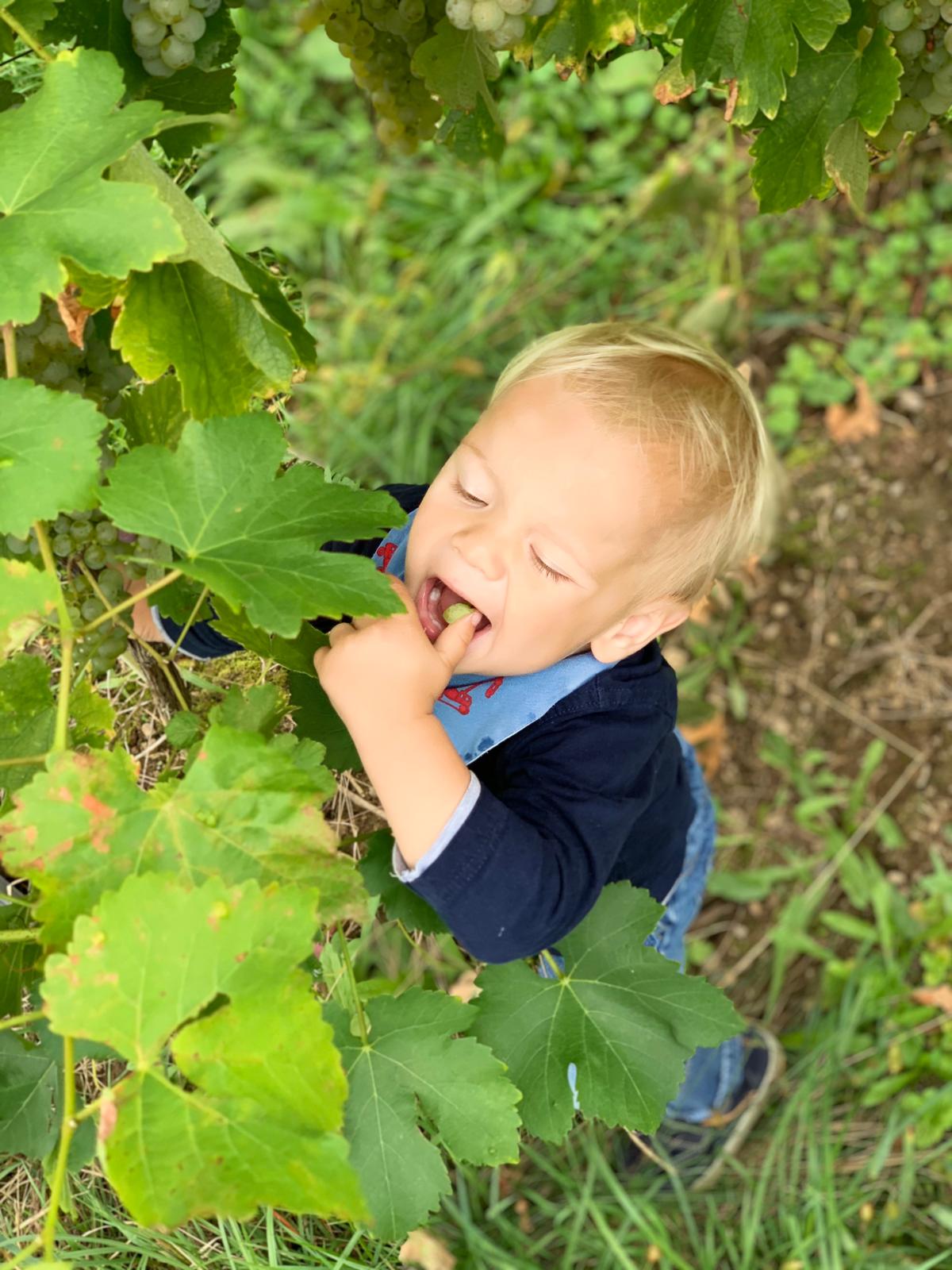 Junior im Weingarten