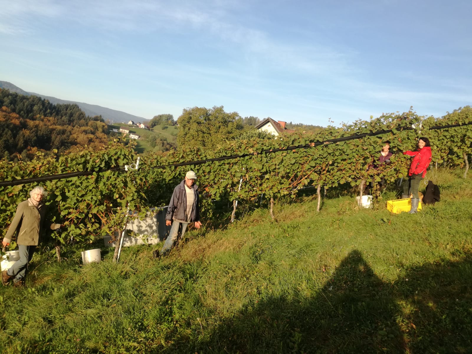 Helfer im Weingarten